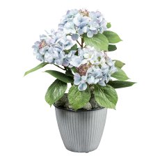 Hydrangea bush x3, ca 53cm light blue, in plastic pot 12,5x11,5cm w. soil