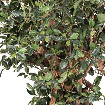 Ficus retusa, 220cm, natural trunk, 2754 leaves, in plastic pot 27x23cm