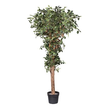 Ficus retusa, 220cm, natural trunk, 2754 leaves, in plastic pot 27x23cm