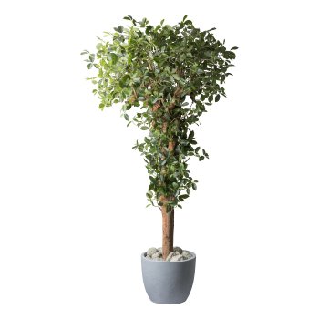 Ficus retusa, 220cm, natural trunk, 2754 leaves, in plastic pot 27x23cm