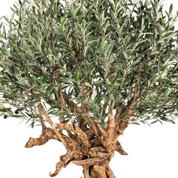 Olive tree natural trunk multi 3960 leaves, about 220cm, green, in plastic pot 27x23cm