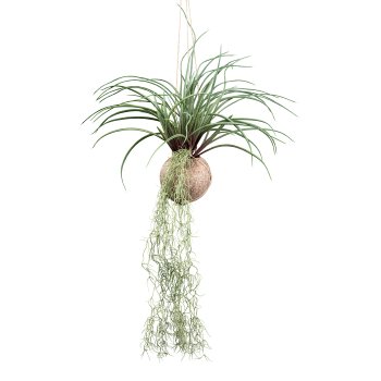 Tillandsia stricta ca 72cm green in cocos hanger Ø 12cm