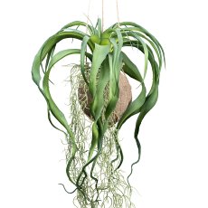 Tillandsia xerographica ca 63cm green in a cocos hanger Ø 12cm