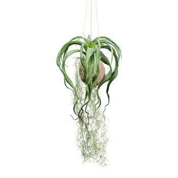 Tillandsia xerographica ca 63cm green in a cocos hanger Ø 12cm