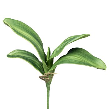 Orchid Leaves x4, 30cm, with Aerial Roots