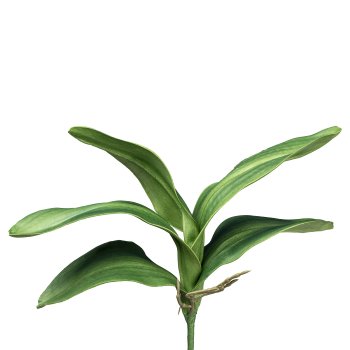 Orchid foliage x5, 30cm, with aerial roots