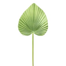 Fan palm leaf, 26x24x69cm