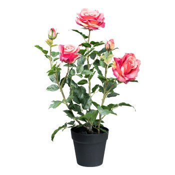 Rose bush x3 ca 58cm, pink in plastic pot 14x13cm with soil