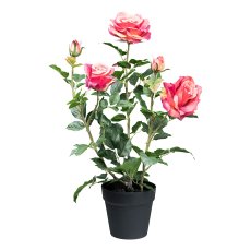 Rose bush x3 ca 58cm, pink in