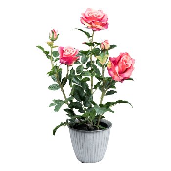 Rose bush x3 ca 58cm, pink in plastic pot 14x13cm with soil