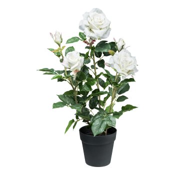 Rose bush x3 ca 58cm, white in plastic pot 14x13cm with soil
