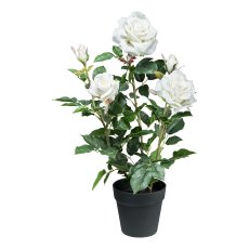 Rose bush x3 ca 58cm, white in