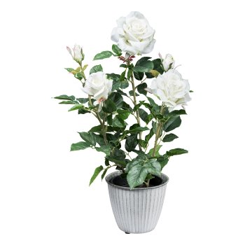 Rose bush x3 ca 58cm, white in plastic pot 14x13cm with soil