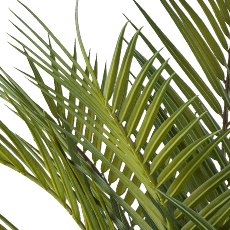 Areca palm x21, approx. 110cm green in metal pot 19x16cm with soil, on metal rack 49cm