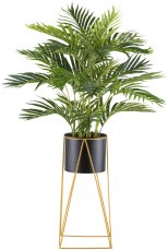 Kentia palm x24, approx. 110cm green, in metal pot 19x16cm with soil, on metal rack 49cm