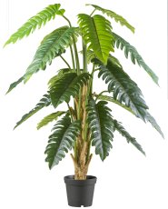 Philodendron xanadu x18, 195cm grün, im Kunststofftopf 24x21cm, mit Erde