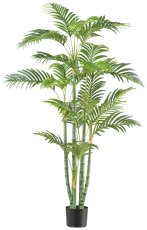 Bamboo palm x6, 24 fronds, 155cm green, in plastic pot 14.5x12.5cm, with soil