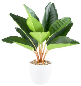 Strelitzia x12, ca 36cm green, in melamine pot white 11x10cm with gravel