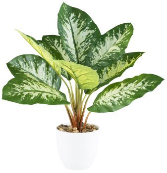 Dieffenbachia x12,ca 36cm grün, im Melamintopf weiß 11x10cm mit Kies