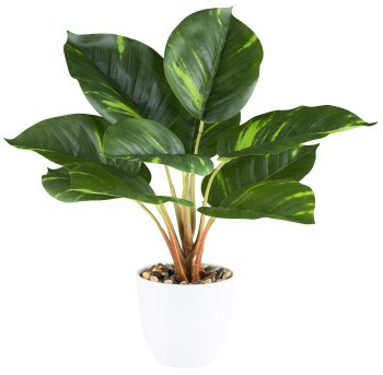 Philodendron x12, ca 36cm green, in melamine pot white 11x10cm with gravel