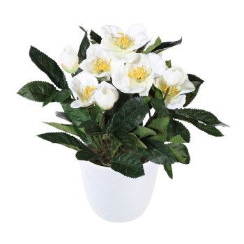 Christrosenbusch weiß, ca 33cm, im Keramiktopf 11cm, weiß