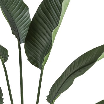 Ravenala Palme x7, ca 150cm grün, im Kunststofftopf schwarz 17x15cm