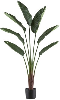 Ravenala Palme x7, ca 150cm grün, im Kunststofftopf schwarz 17x15cm