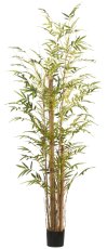 Bambus vulgaris x3, ca 220cm grün, im Kunststofftopf schwarz 17x14,5cm