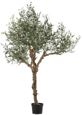 Olive tree, approx. 180cm green, natural trunk in plastic pot 23x18cm