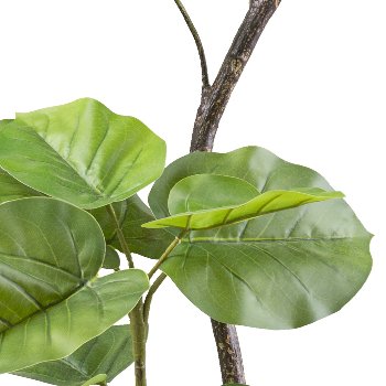 Ficus umbellata 160cm, green, in black plastic pot 15x13cm with soil