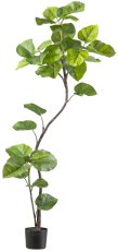 Ficus umbellata 160cm, green, in black plastic pot 15x13cm with soil