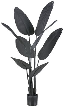 Strelitzia nicolai x8, 115cm black, in plastic pot