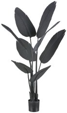 Strelitzia nicolai x8, 115cm schwarz, im Kunststofftopf 15x14cm