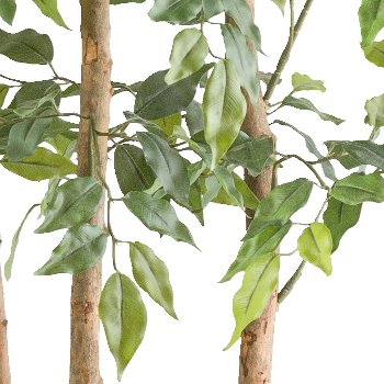 Ficus Benjamina Raumteiler x5 160cm, grün, im Holzkasten 60x12x20cm