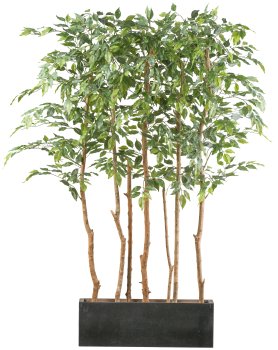Ficus Benjamina Raumteiler x5 160cm, grün, im Holzkasten 60x12x20cm