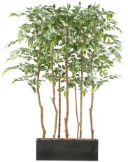 Ficus Benjamina Raumteiler x5 160cm, grün, im Holzkasten 60x12x20cm