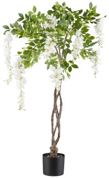 Wisteria x10, 115cm, weiß, geflochtener Stamm, im K-stofftopf 14,5x13cm mit Kies