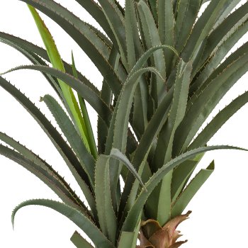 Aloe africana x2, 120cm, green, in plastic pot 24x20cm with soil