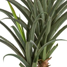 Aloe africana x2, 120cm, green, in plastic pot 24x20cm with soil