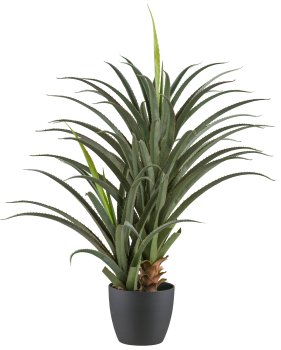 Aloe africana x2, 120cm, green, in plastic pot 24x20cm with soil