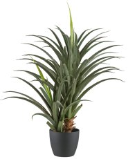Aloe africana x2, 120cm, green, in plastic pot 24x20cm with soil