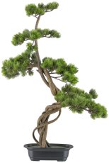 Bonsai pine approx. 70x45cm, green in plastic tray 21x15x6cm black