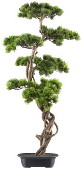 Bonsai Kiefer ca 90x40cm, grün in Kunststoffschale 21x15x6cm schwarz