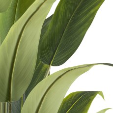 Strelitzia reginae x20, 120cm, green in plastic pot black 15x13cm