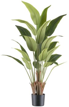 Strelitzia reginae x20, 120cm, green in plastic pot black 15x13cm