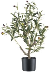 Olive tree, approx. 70cm, 16 fruits green, in plastic pot 15x13cm with soil