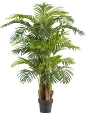 Areca palm x3, 15 fronds ca 130cm, in plastic pot 17.5x14cm, w.soil