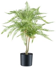 Goldback fern x3, 60cm green, in plastic pot 12x11.5cm