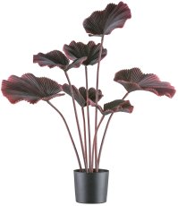 Ray palm x7, 100cm dark red, in plastic pot 19,5x17,5cm black
