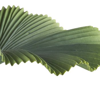Ray palm x7, 100cm, green, in plastic pot 19.5x17.5cm black